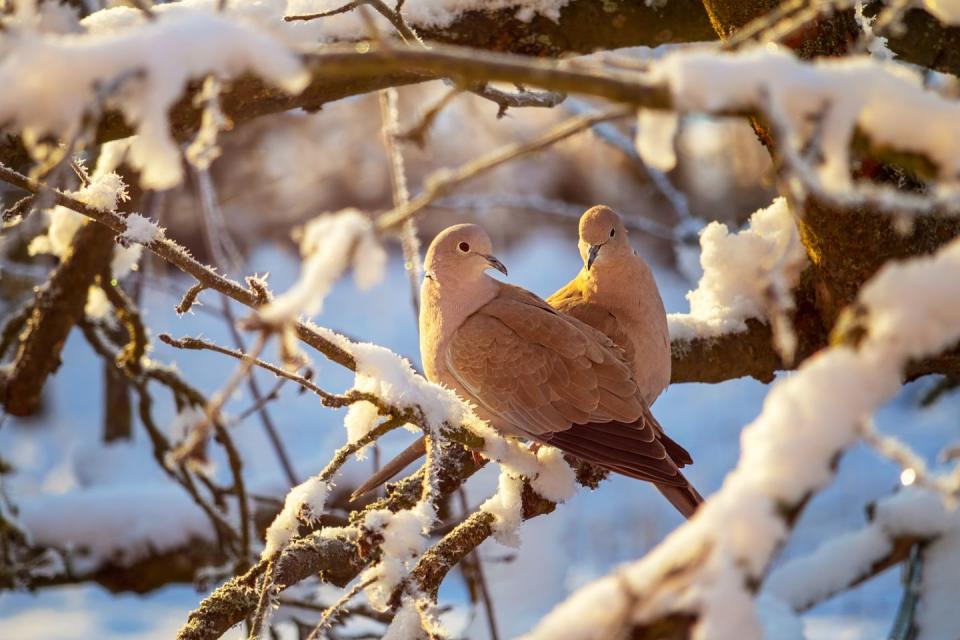 a pair of a collared doves