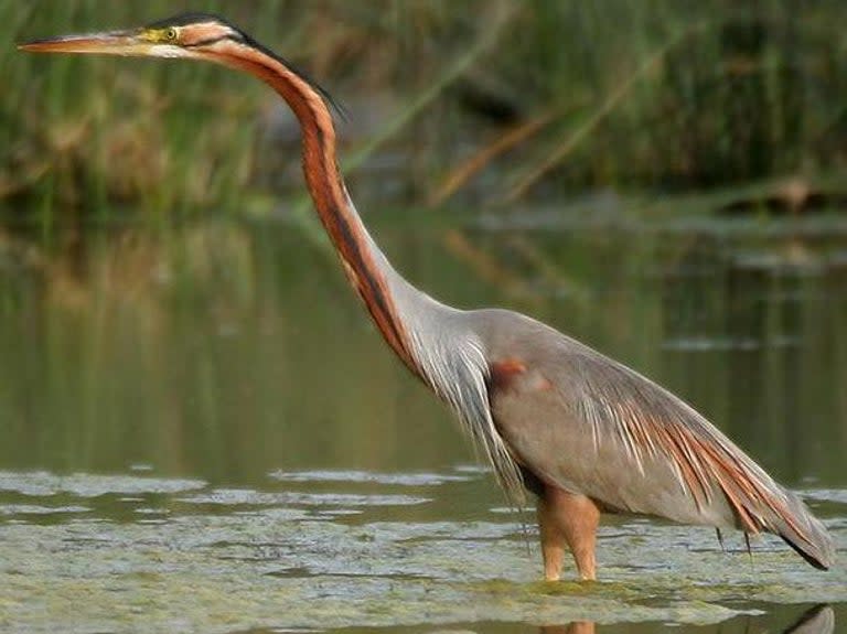 Dozens of animals, from birds to bats, are moving north across the UK as a result of climate change, scientists have discovered thanks to the help of social media.In the past decade, at least 55 land-based and marine species have moved to parts of Britain outside their natural range or have arrived in the country from warmer climates, a study from the Zoological Society of London has found.They include purple herons, which bred successfully for the first time in Kent in 2010, and European bee-eaters, which bred in the UK in 2014 and 2017. Jersey tiger moths have spread from the Channel Islands and south coast to London, while red mullet and greater horseshoe bats have also been displaced by climate change. One species, the black bee fly, entered the UK for the first time, with the first being recorded in Cambridgeshire in 2016 when it was found on a bug hotel in a garden.The study analysed UK government environment reports and 111 scientific papers to find species that were on the move as a result of rising temperatures. Researchers also performed Twitter and Google searches for terms including “unusual species” and “first sighting” to find areas across Britain where social media users were reporting new animals.Of the 55 species discovered, 10 were identified thanks to social media, the research published in the Journal of Applied Ecology shows. The study, which focused only on animals that had established sustainable new populations through natural movement, said 16 of the 55 species (29 per cent) are known to have negative impacts on nature or people. They include crop pests such as the box tree moth and oak borer beetle.A further 11 species (20 per cent) were reported to have potentially positive impacts, such as increasing tourism or boosting fish stocks. Dr Nathalie Pettorelli, lead author and senior research fellow at ZSL’s Institute of Zoology, said: “We are currently massively unprepared for the climate-driven movement of species that is happening right now in the UK.“As it stands, society is not ready for the redistribution of species, as current policies and agreements are not designed for these novel species and ecological communities – particularly if those species have no perceived value to society. Our results suggest that many species are on the move in the UK, and that we can expect a lot of changes in the type of nature we will have around us in the coming years.“But the lack of an integrated national platform dedicated to tracking and communicating about species displaced by climate change is currently a hindrance to mitigating those potential ecological, economic and societal associated impacts.”Additional reporting by PA