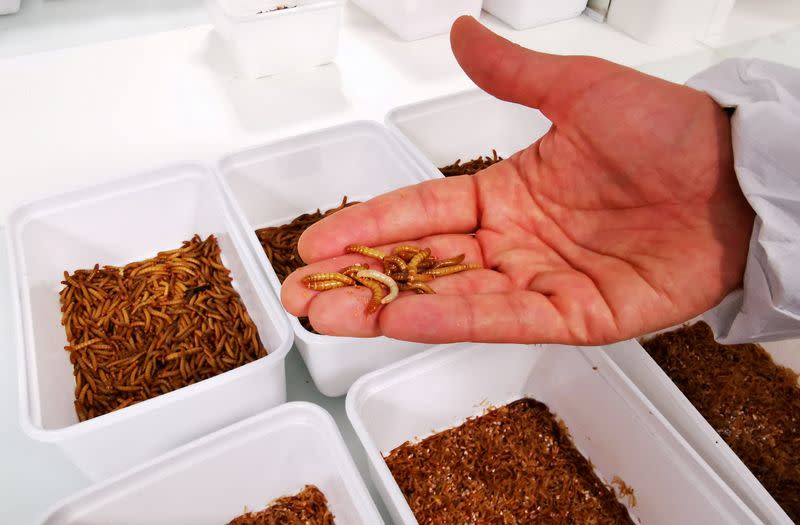 FILE PHOTO: French start-up Ynsect plans to build world's biggest bug farm