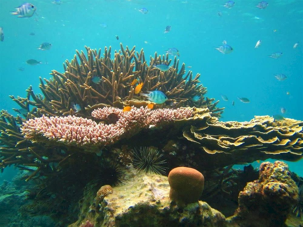 The report calls for stronger local management and the involvement of local stakeholders to safeguard their interests. – Picture from Instagram/Reef Check Malaysia