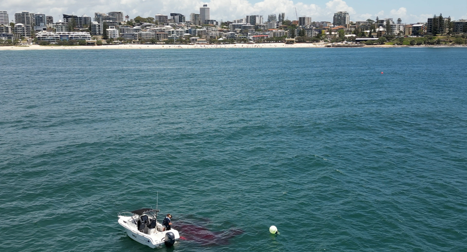 A drone shot showing the Sunshine Coast highrises in the background. In the foreground, the boat with DAF contractors can be seen. Blood surrounds the boat.