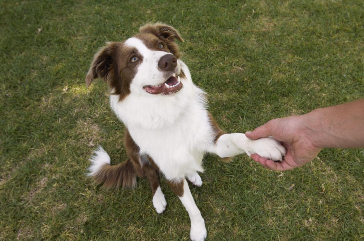 12 easiest dogs to train border collie