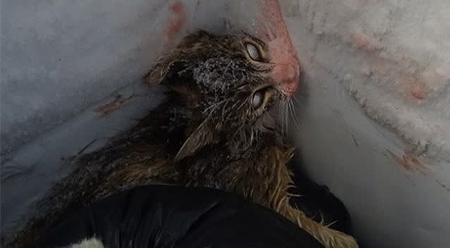 Volunteers photographed the dead cat found in a freezer at the Glenfield Road Animal Shelter at Wagga Wagga. Photo: Flickr