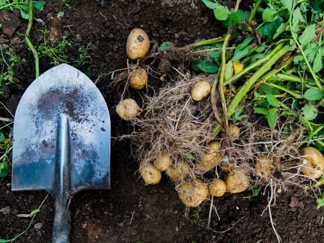 A Guide To Every Type Of Potato You Need To Know