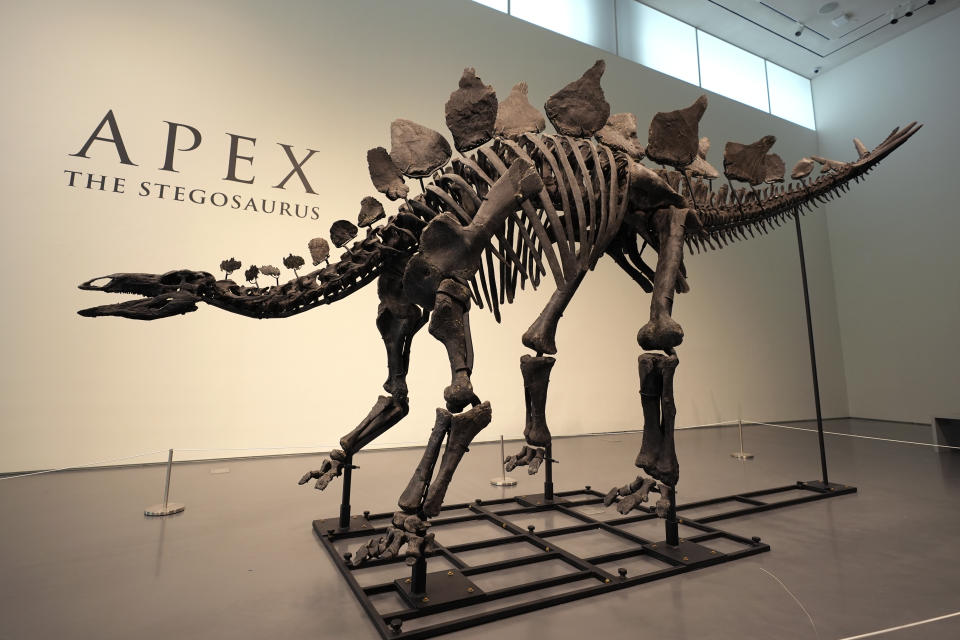 A stegosaurus skeleton is displayed at Sotheby's New York in New York, Wednesday, July 10, 2024. (AP Photo/Pamela Smith)