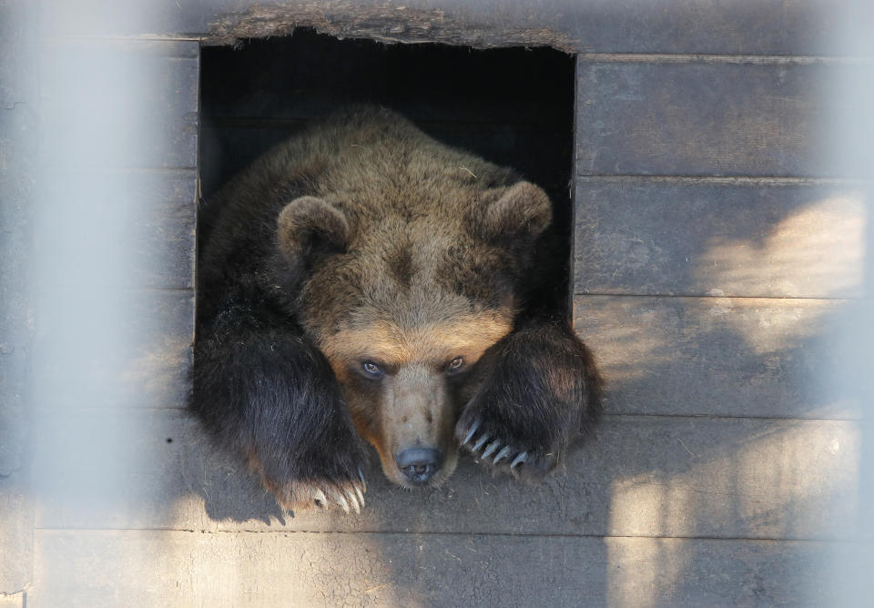 In this Wednesday, March 6, 2019 photo, a bear looks out from a cage at the Veles rehabilitation shelter for wild animals in Rappolovo village outside St.Petersburg, Russia. Some 200 wild animals are receiving care at the Veles Center, an out-of-the-way operation regarded as Russia's premier facility for rehabilitating creatures that were abandoned or fell victim to human callousness. (AP Photo/Dmitri Lovetsky)