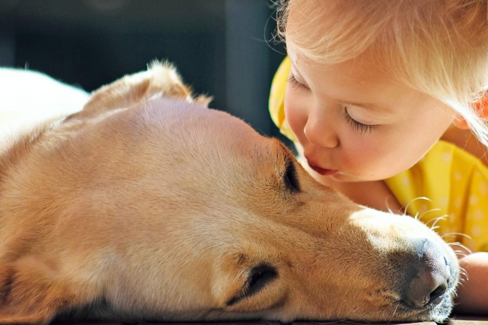 toddler kisses nursing dog