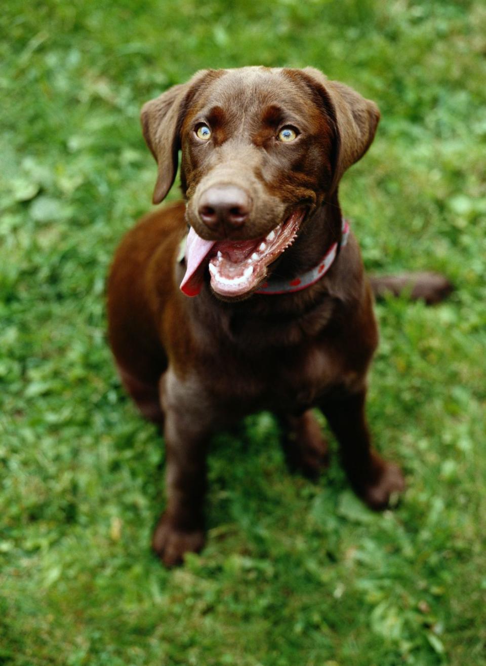 12 best dog breeds for families labrador retrievers