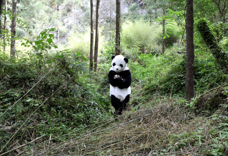 Tao Tao is cradled by a zookeeper during the transfer to a bigger conservation centre. Staff wore the black and white disguises in a bid to keep the animals calm during the move.