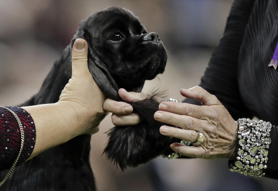 FILE - A judge looks over a cocker spaniel during the sporting group competition at the 141st Westminster Kennel Club Dog Show, Tuesday, Feb. 14, 2017, in New York. To the casual viewer, competing at the Westminster Kennel Club dog show might look as simple as getting a dog, grooming it and leading it around a ring. But there's a lot more to getting to and exhibiting in the United States' most prestigious canine event. (AP Photo/Julie Jacobson, File)