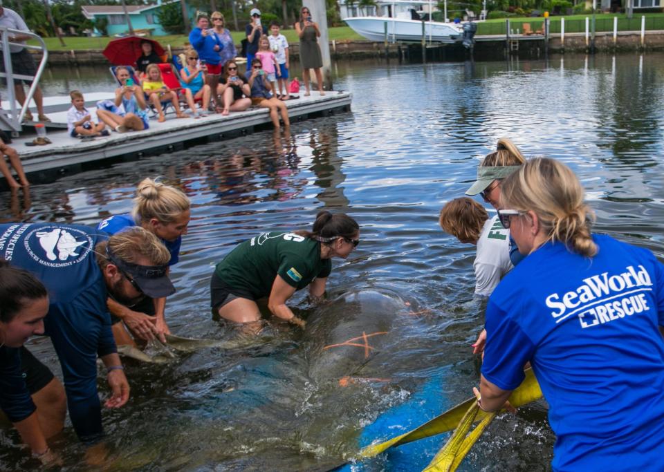 A team of Florida Fish and Wildlife, Manatee Lagoon and SeaWorld workers move an 8-foot-long manatee named Gnocchi down a boat ramp into the water at Anchorage Park Tuesday in North Palm Beach.
