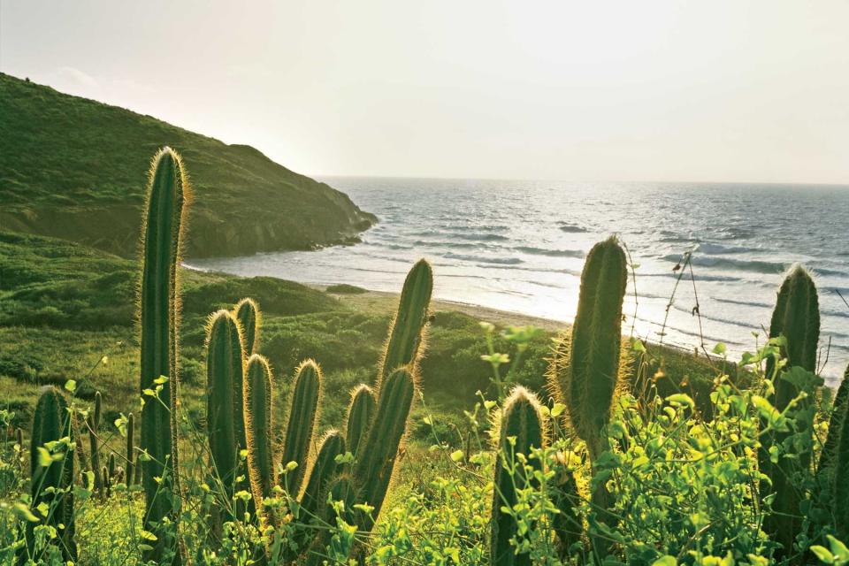 Cacti on Isaac Bay Beach on the island of St Croix