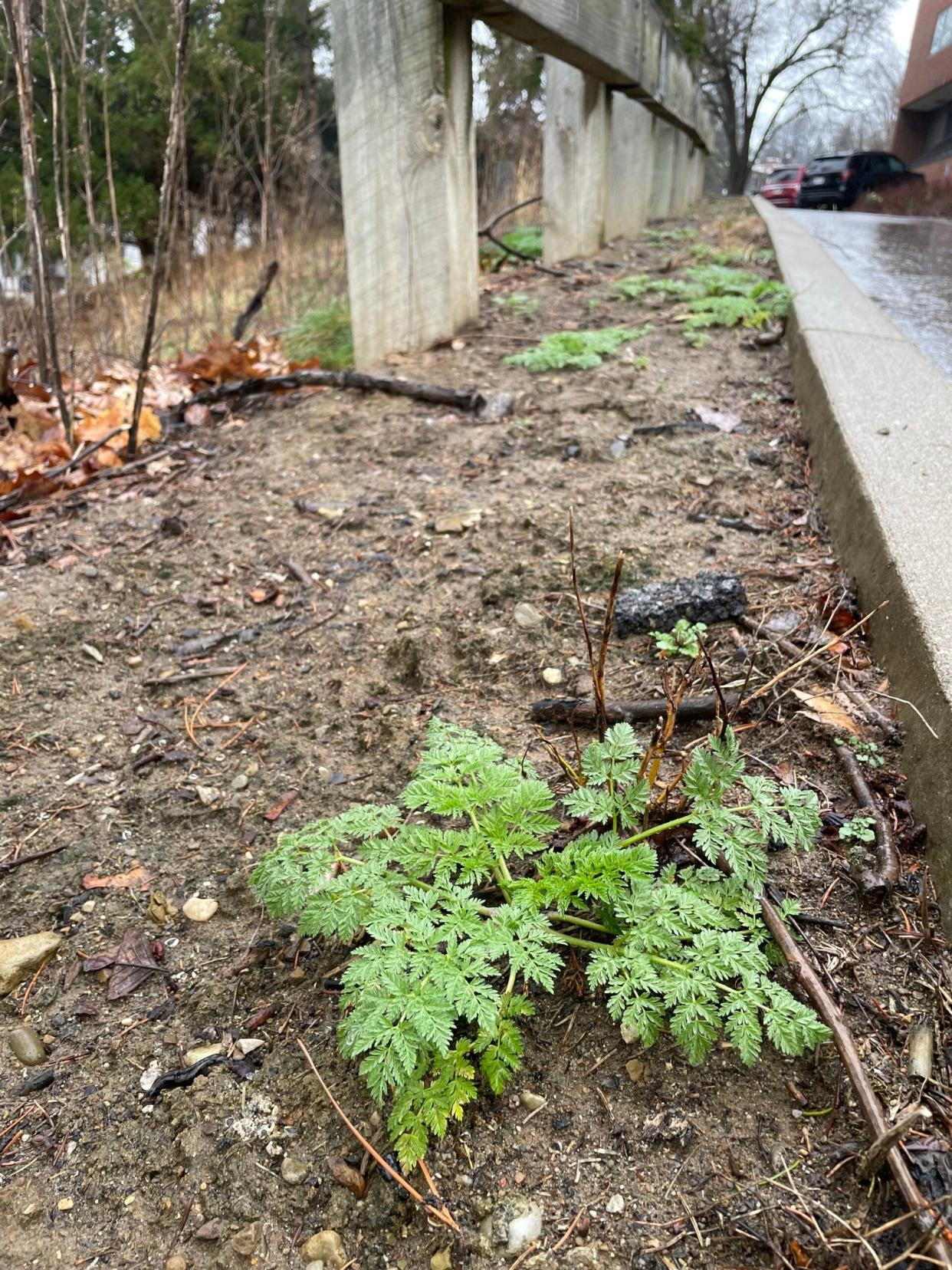 Poison hemlock has emerged in Ohio, and if left unmanaged during the next two months, they will grow into giants up to 10 feet tall. Their sap is poisonous and harmful to humans and animals.