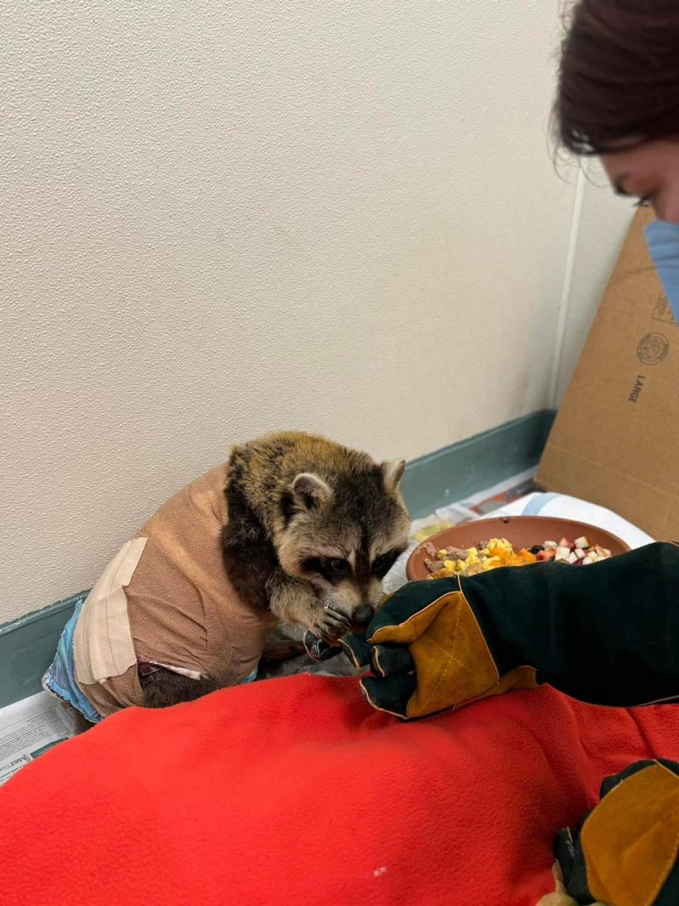 Quincy police say a man tried to light a live raccoon on fire Dec. 30, 2023. The animal died after three surgeries and extensive treatment at the New England Wildlife Center in Weymouth.