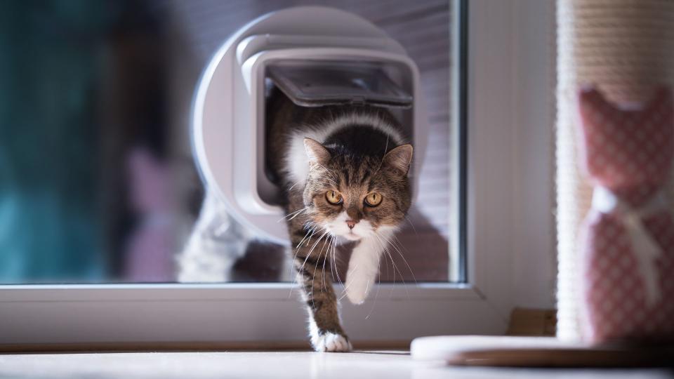 Cat coming through a cat flap — Best pet accessories