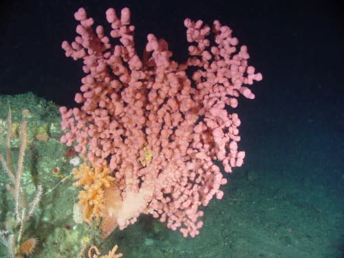 DFO - Bubblegum coral