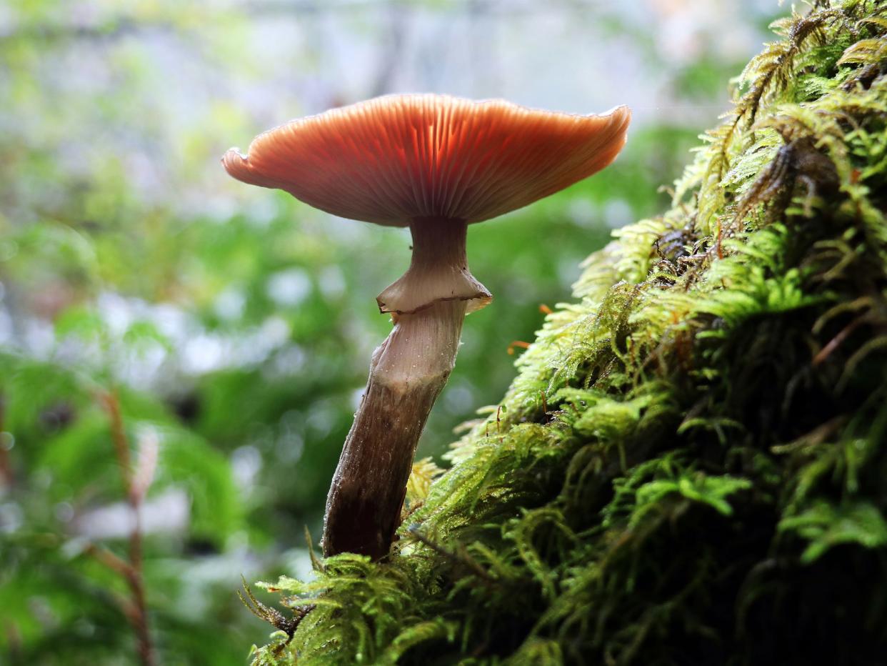 Autumn is prime time for foragers: Getty