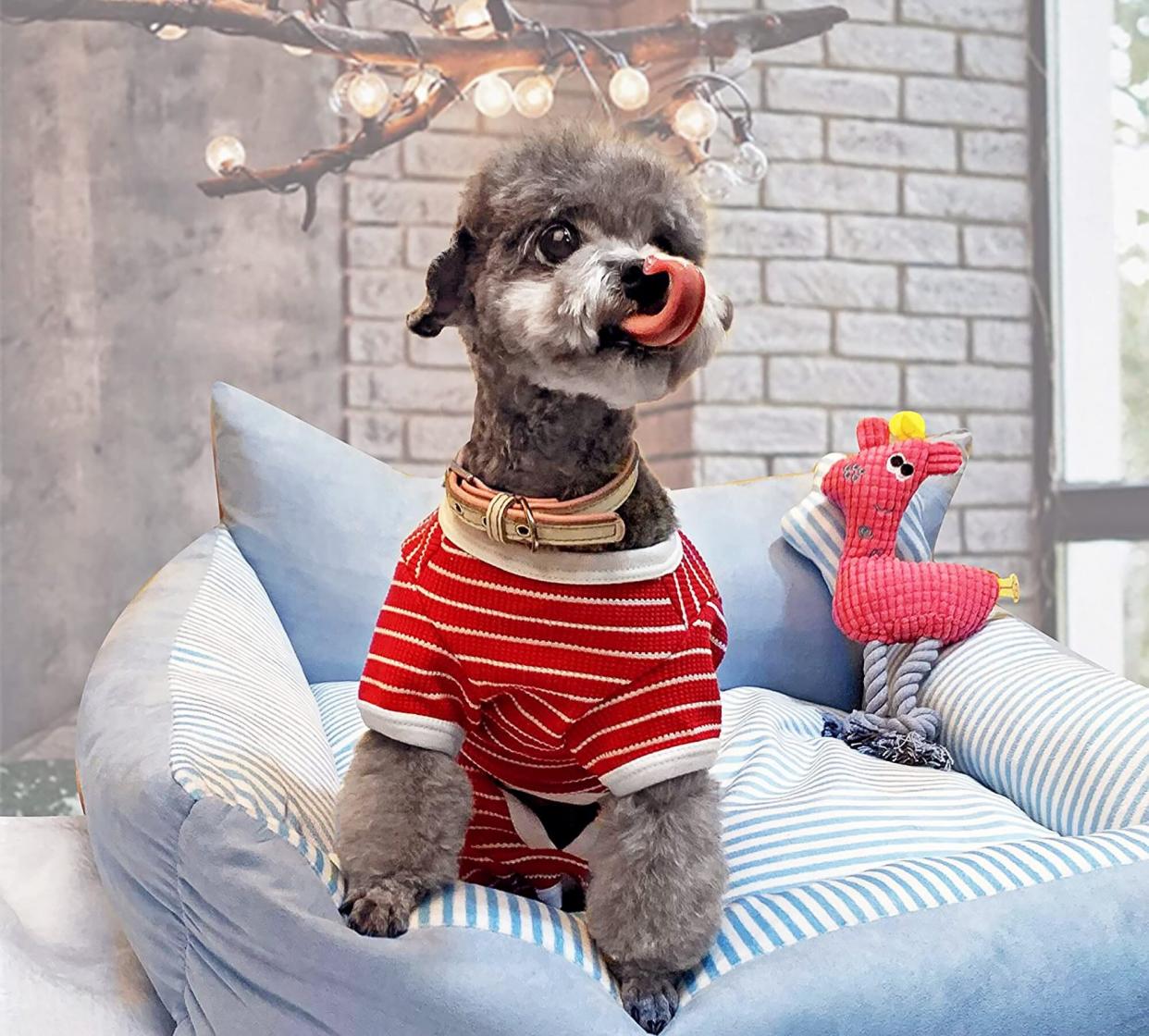 dog in red and white Christmas pajamas