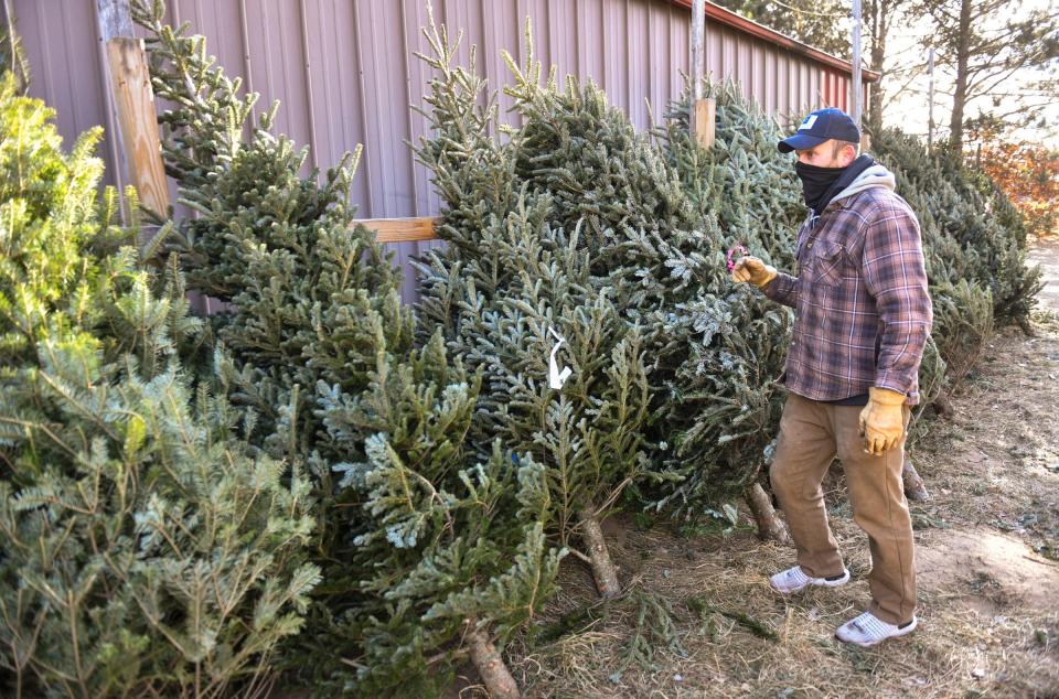 Randy Thiele places trees in a display area Thursday, Dec. 3, 2020, at Hinkemeyer Tree Farm near Rice.   