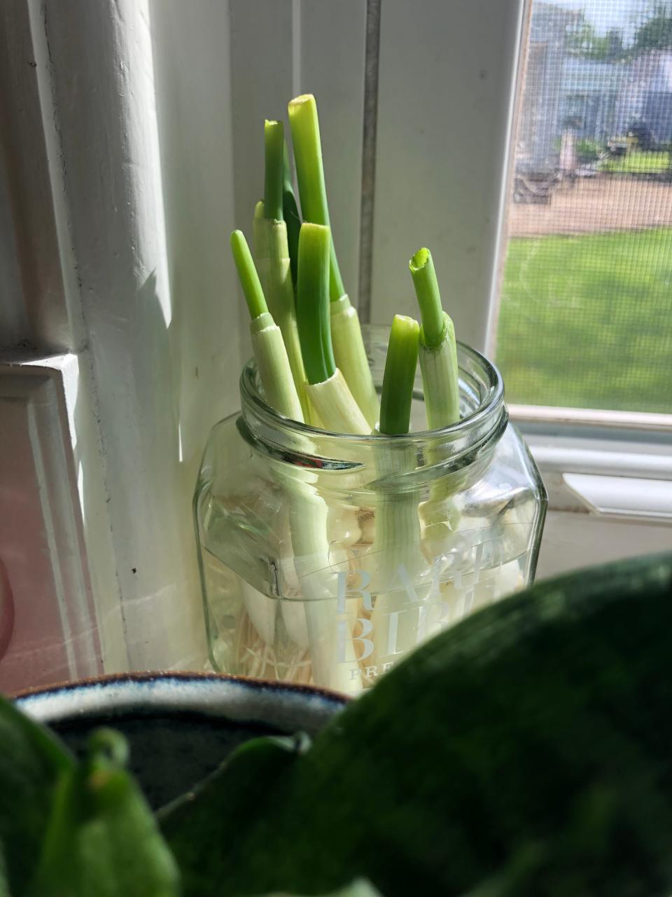 Grow green onions on your windowsill.