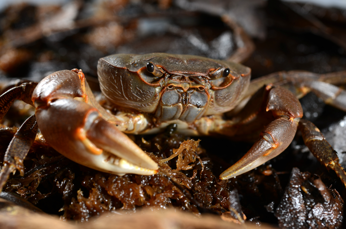 The new species was discovered in the “pristine” freshwater of a mountain stream in the Philippines. Jose Christopher Escano Mendoza