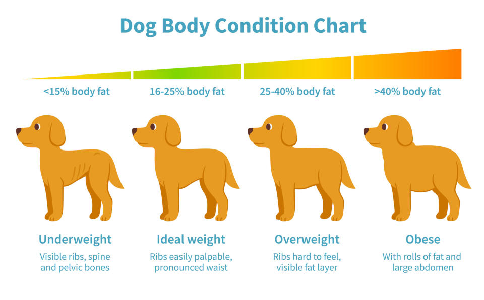 A body condition chart for dogs.