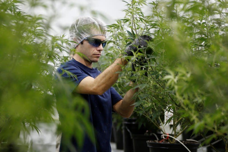 A worker collects cuttings from a marijuana plant at the Canopy Growth Corporation facility in Smiths Falls, Ontario, Canada, January 4, 2018. REUTERS/Chris Wattie