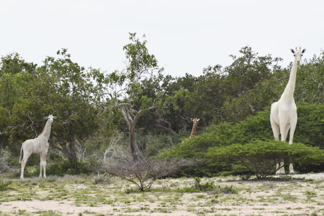 Rare white giraffe and baby caught on camera for first time