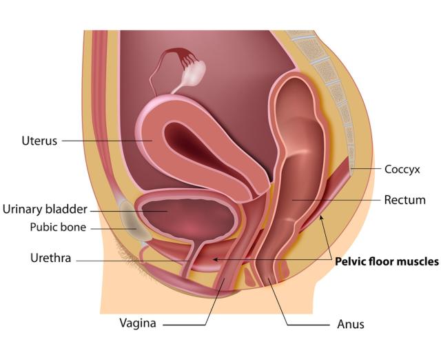 Alila Medical Media, Abdominal muscles labeled.