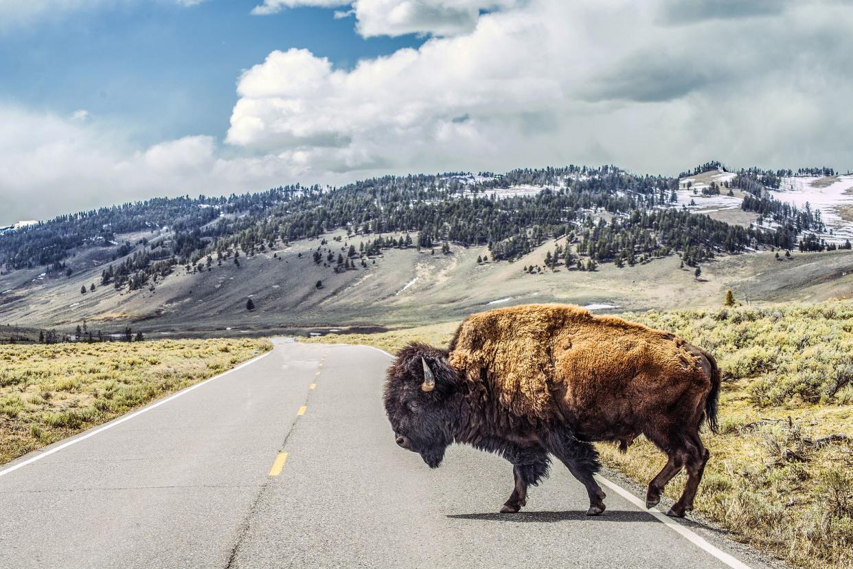 bison crossing the road at Yellowstone National Park