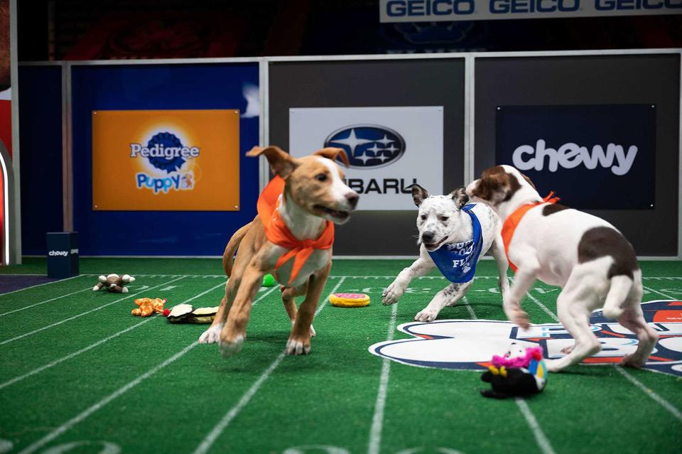 PUPPY BOWL XVII