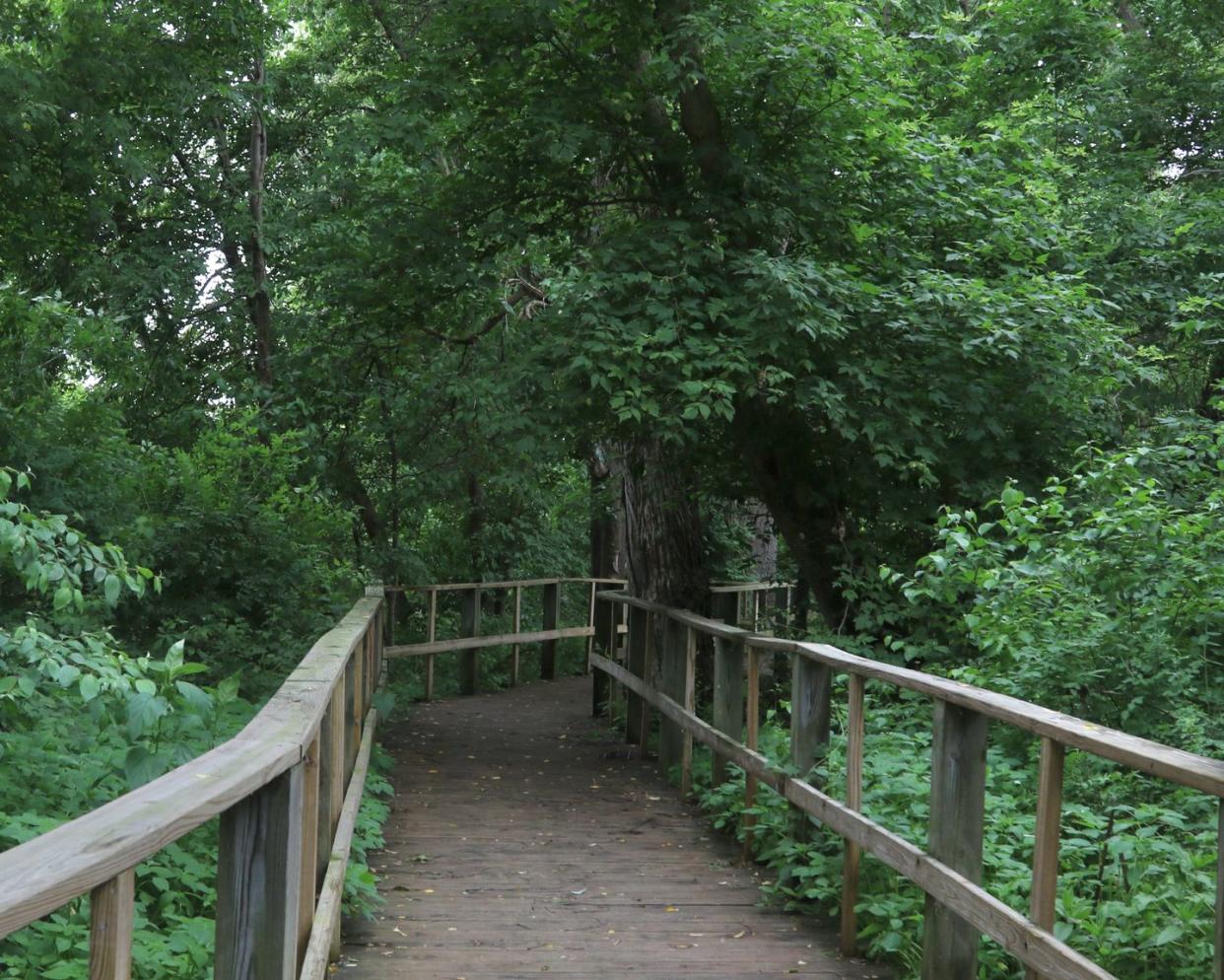 birding boardwalk at magee marsh, curtice, ohio