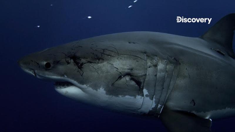 科學家發現瓜達盧佩島的鯊魚，身上有吸盤傷痕，研判只有大王魷魚才能有辦法做到。（Discovery頻道提供）