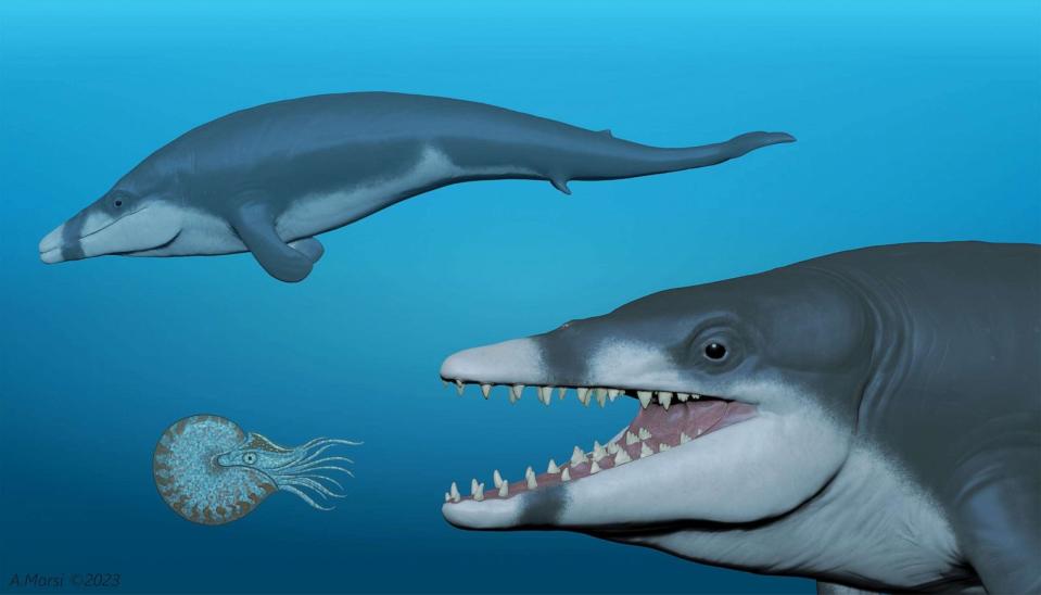 PHOTO: A rendering show two individuals of the extinct basilosaurid whale Tutcetus rayanensis, with the foreground individual preying on a nautilid cephalopod and another swimming in the background. (Illustration by Ahmed Morsi and Hesham Sallam)