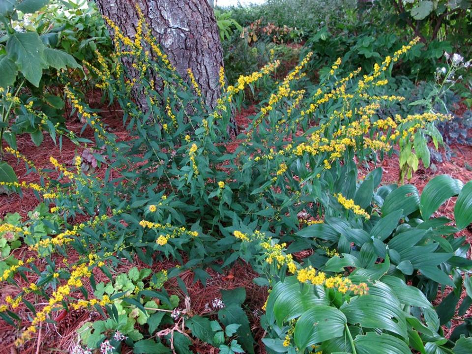 Blue-stemmed goldenrod — or Solidago caesia — grows in shade.