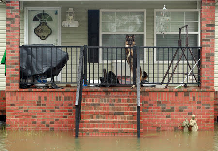A German Shepard is seen on a front porch on Macon Street in the flood waters caused by Hurricane Florence in Lumberton, North Carolina, U.S. September 16, 2018. REUTERS/Jason Miczek