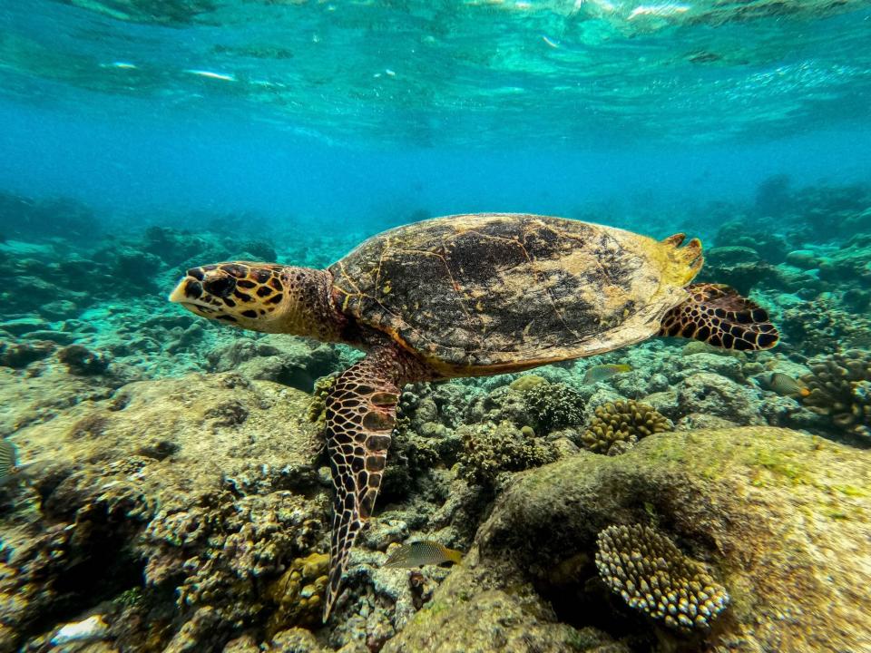 A photo of a sea turtle swimming underwater.