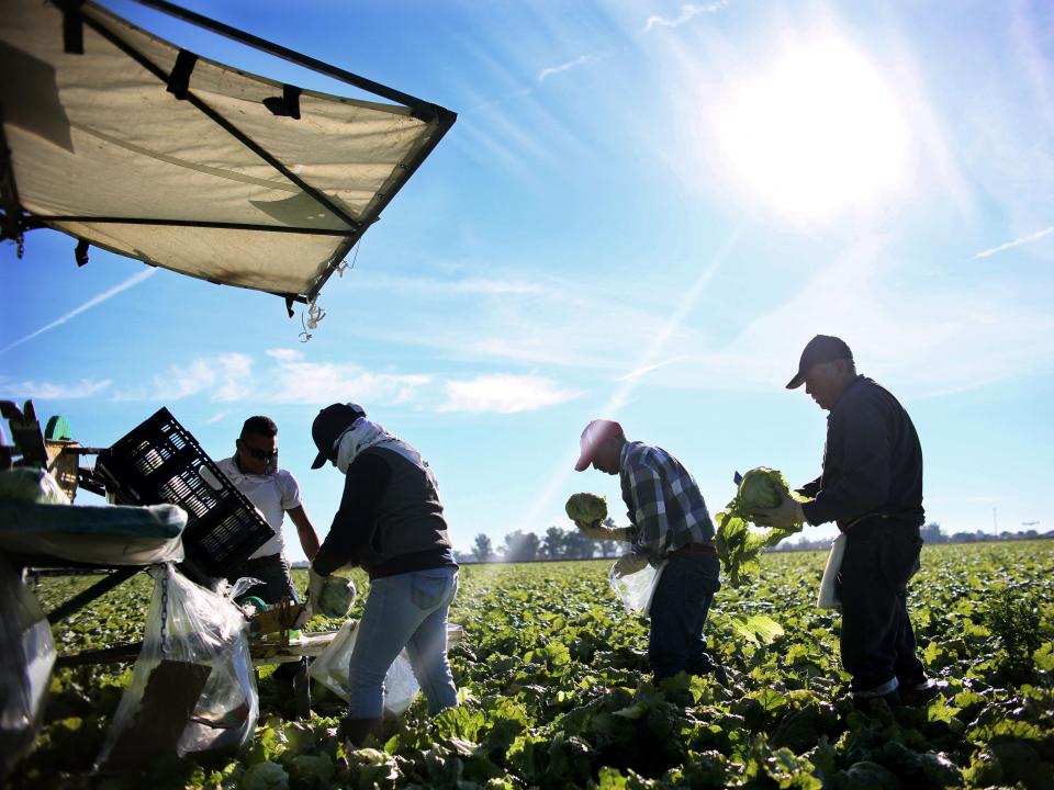 Mexican farm workers harvest cabbages in a sunny field in California