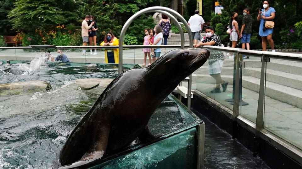 PHOTO: A sea lion poses for visitors at Central Park Zoo, July 24, 2020, in New York City. (Cindy Ord/Getty Images, FILE PHOTO)