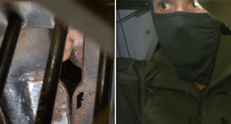 Left - a pig looking terrified in a gas chamber. Right - Chris Delforce in a balaclava inside the facility.