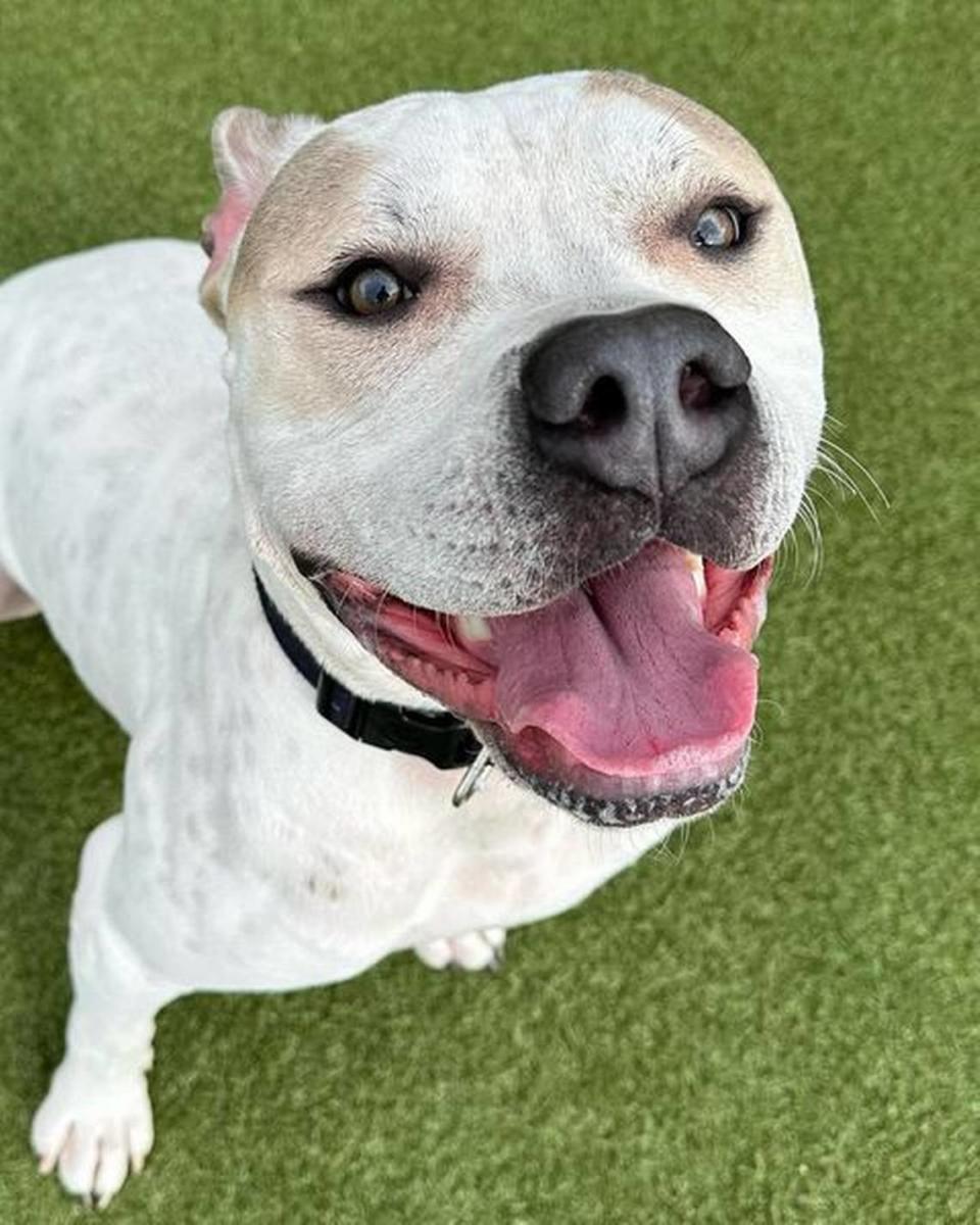 “Shining Armor may just be the happiest boy on earth,” said a recent Facebook post from the Kansas Humane Society. “Despite being returned for a fifth time on Sunday, he always has a smile on his face.” He is a pick-your-price adoptable pet, who also comes with an extra-large dog crate.