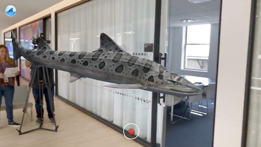 It’s just a tiger shark swimming through the Yahoo office. No biggie.