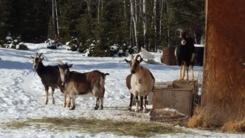 Got milk? Not anymore, say Yukon goat dairy farmers