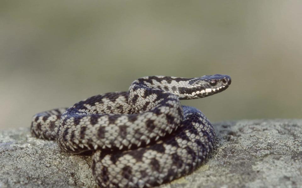 Adders are under threat - Oxford Scientific RM