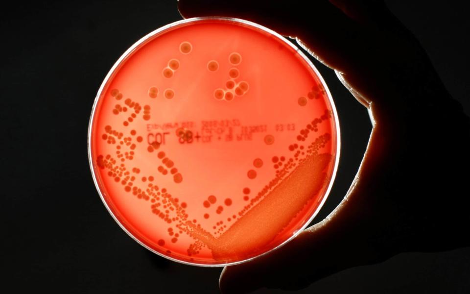 Superbugs – like MRSA (pictured here in a petri dish) – are highly resistant to antibiotic treatment and are thought to be responsible for 5,000 deaths a year in the UK alone - Reuters