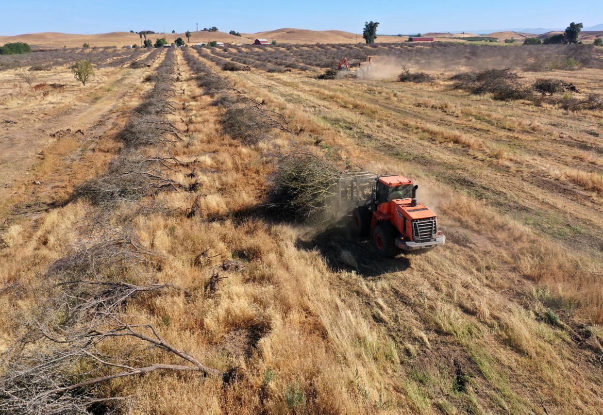 A wheel loader moves a pile of dead almond trees during through a dry orchard.