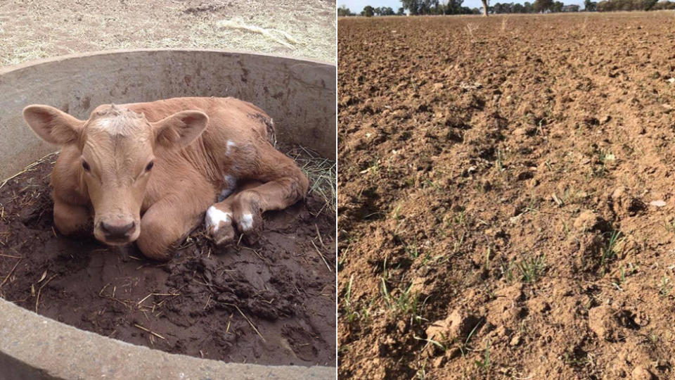 Kim Ewert was forced to get rid of over 40 heifers due to the drought. Photo: Supplied/Kim Ewert