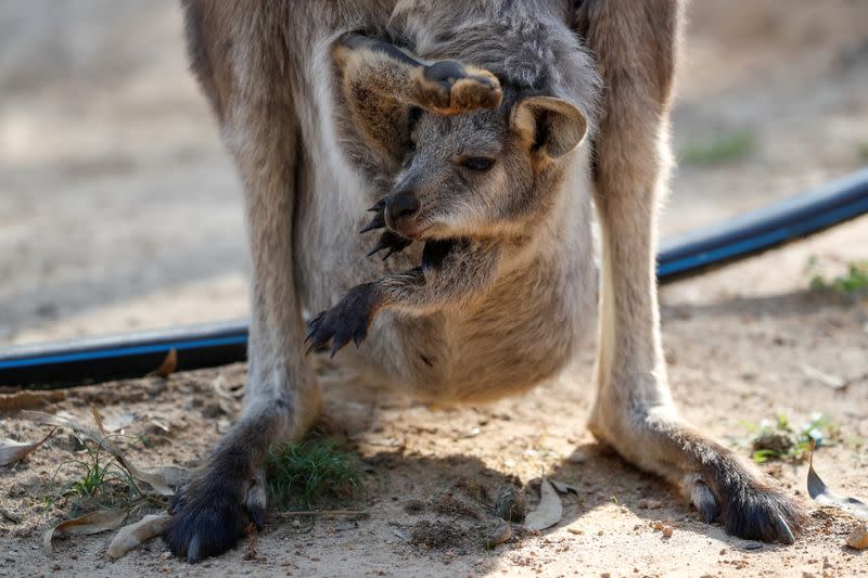 The Wider Image: At home with couple who saved baby kangaroos from the fires