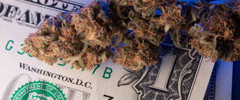 One Dollar Bill under hemp Buds. Closeup of Cannabis and American Money