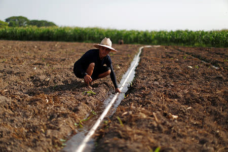 Luis Miguel Joya irrigates a Pipian field in a drought-affected farm near the town of San Marcos Lempa, El Salvador, July 25, 2018. REUTERS/Jose Cabezas